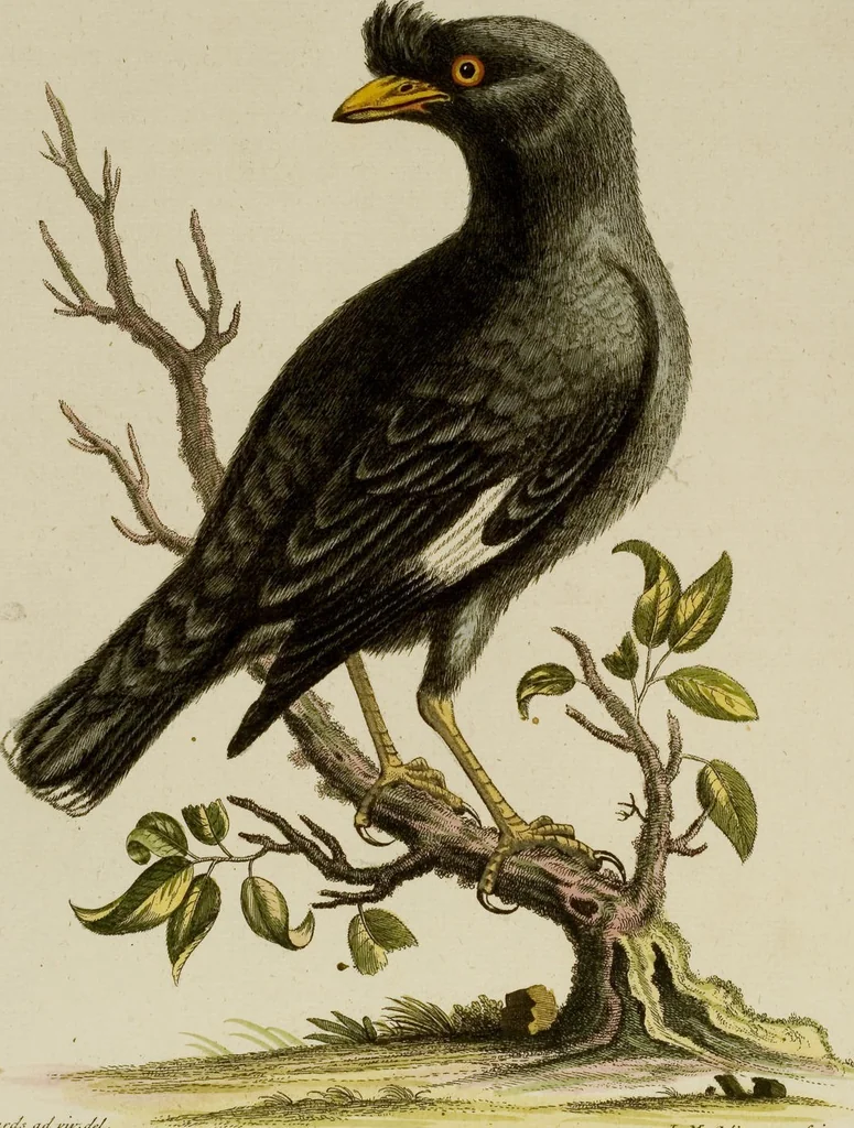 An illustration from (Band 1), 1749, leaf 90