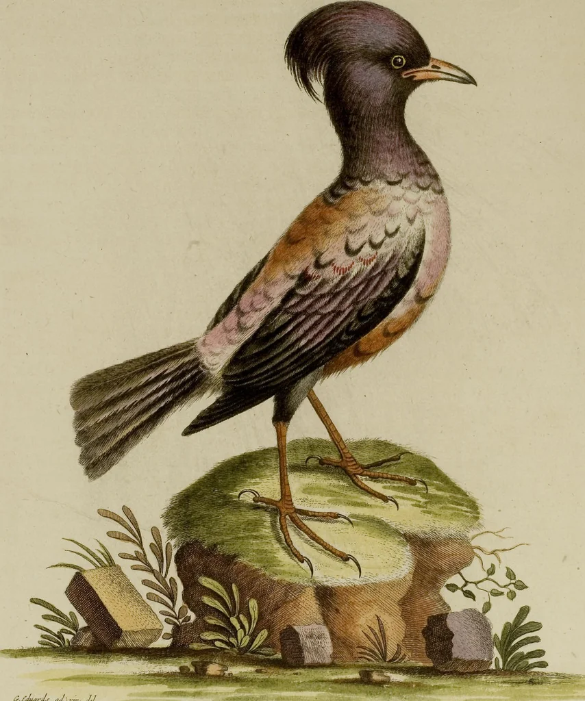 An illustration from (Band 1), 1749, leaf 94