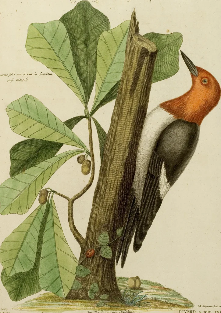 An illustration from (Band 1), 1749, leaf 97