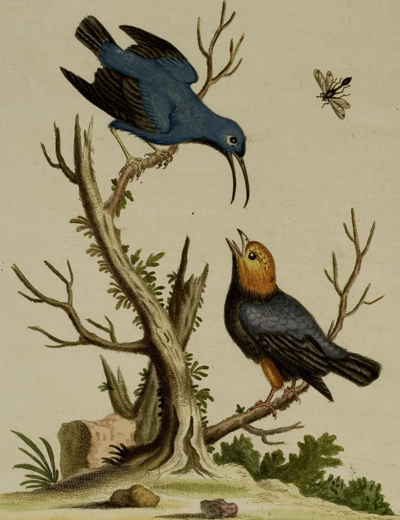 An illustration from (Band 1), 1749, leaf 98