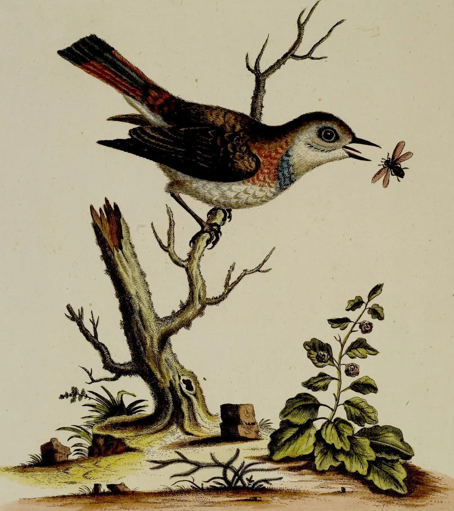 An illustration from (Band 2), 1751, leaf 10
