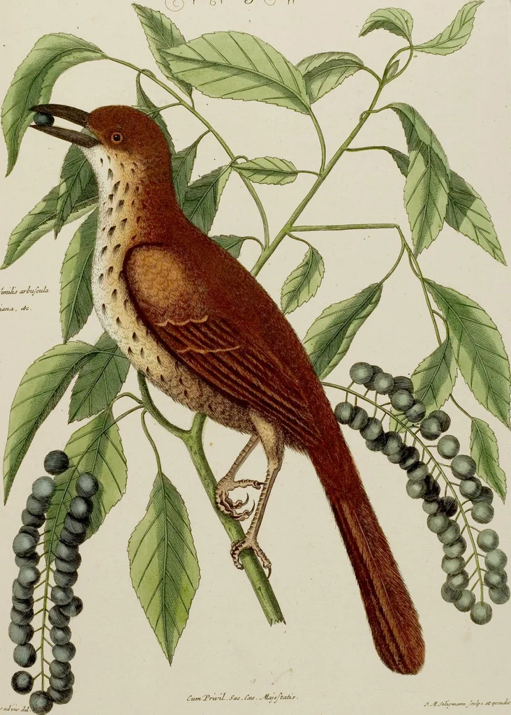 An illustration from (Band 2), 1751, leaf 13
