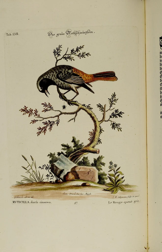 An illustration from (Band 2), 1751, leaf 14