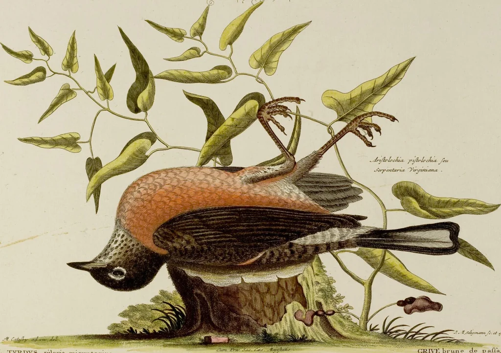 An illustration from (Band 2), 1751, leaf 17