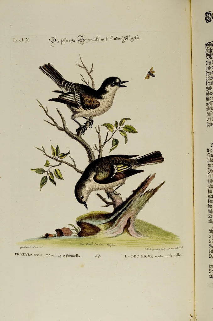 An illustration from (Band 2), 1751, leaf 18