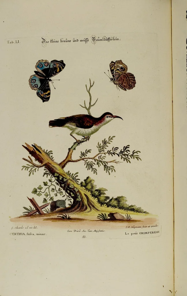 An illustration from (Band 2), 1751, leaf 2
