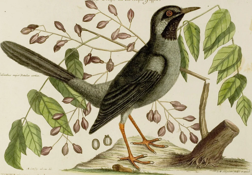 An illustration from (Band 2), 1751, leaf 21