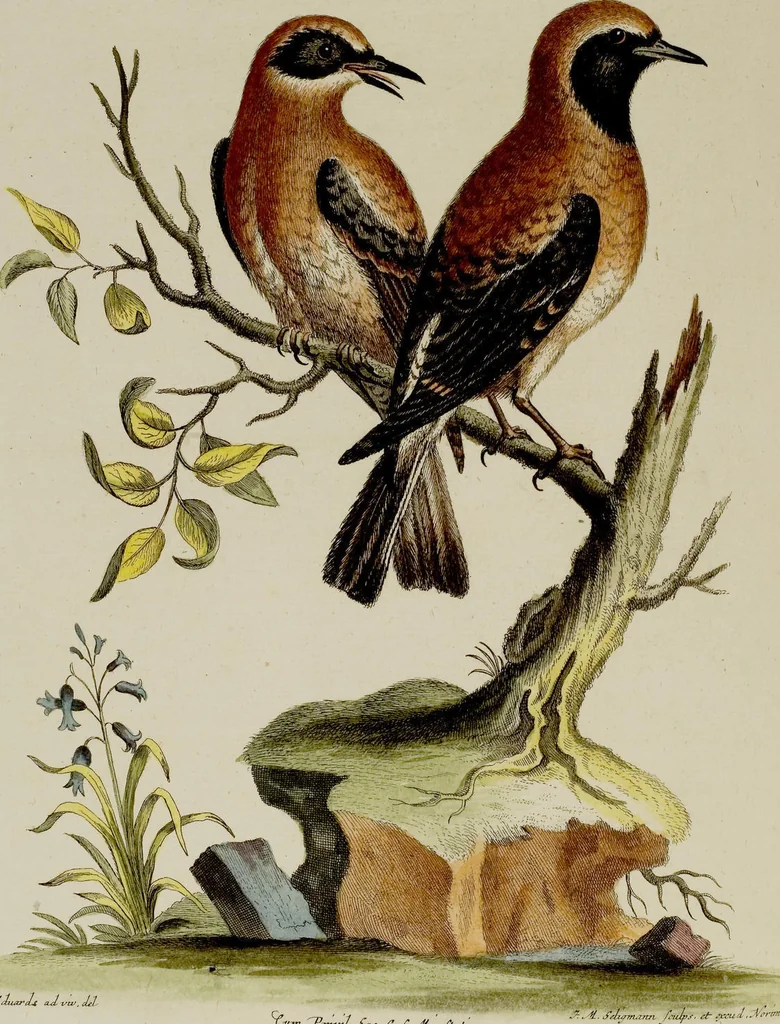 An illustration from (Band 2), 1751, leaf 22