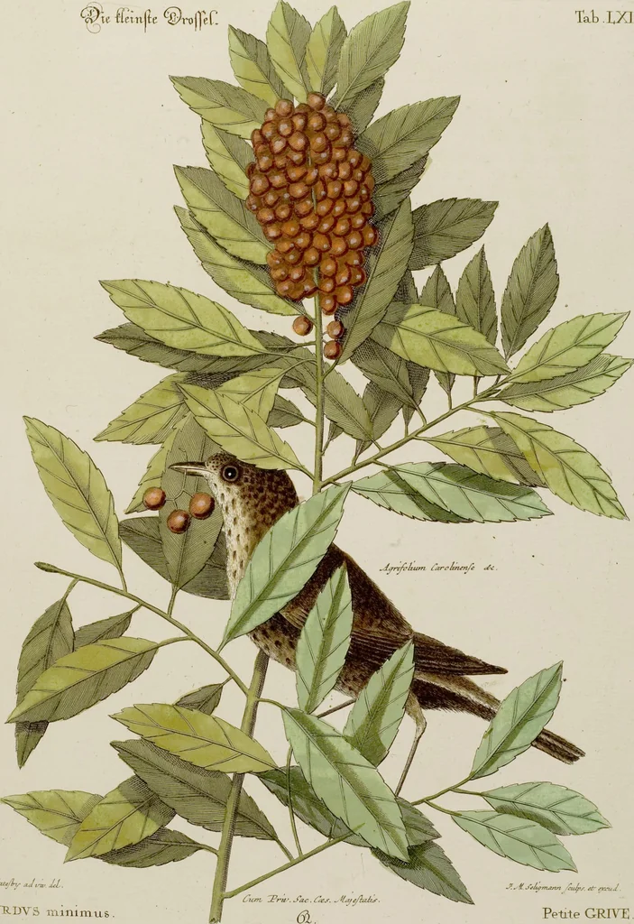 An illustration from (Band 2), 1751, leaf 25