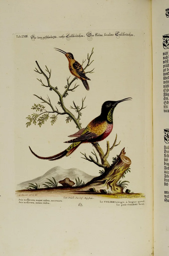 An illustration from (Band 2), 1751, leaf 26