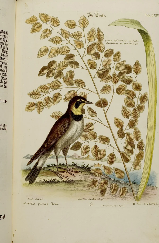An illustration from (Band 2), 1751, leaf 29