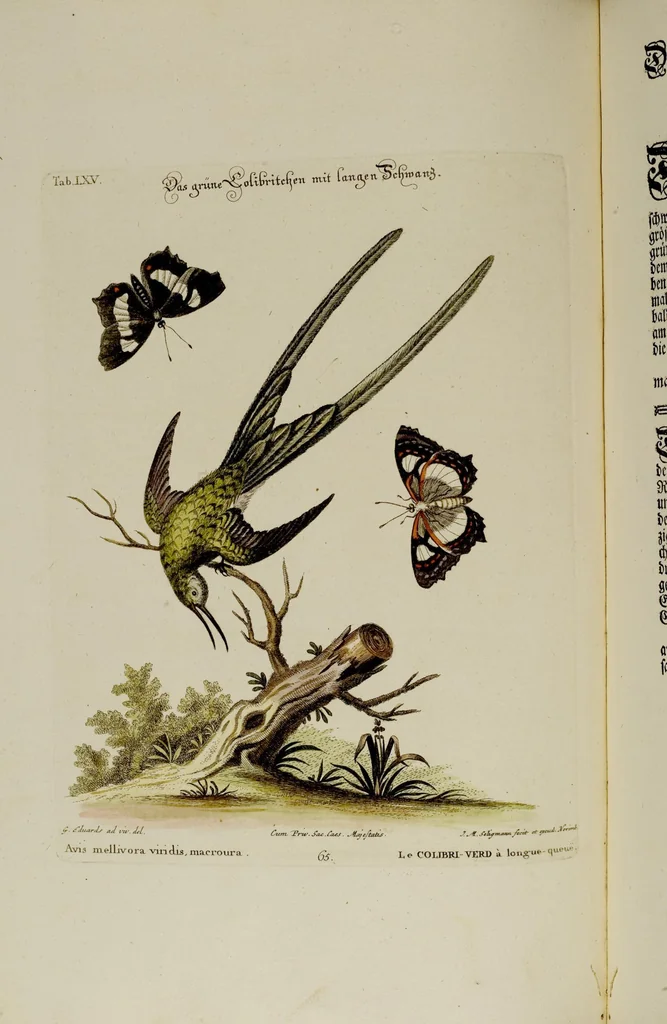 An illustration from (Band 2), 1751, leaf 30