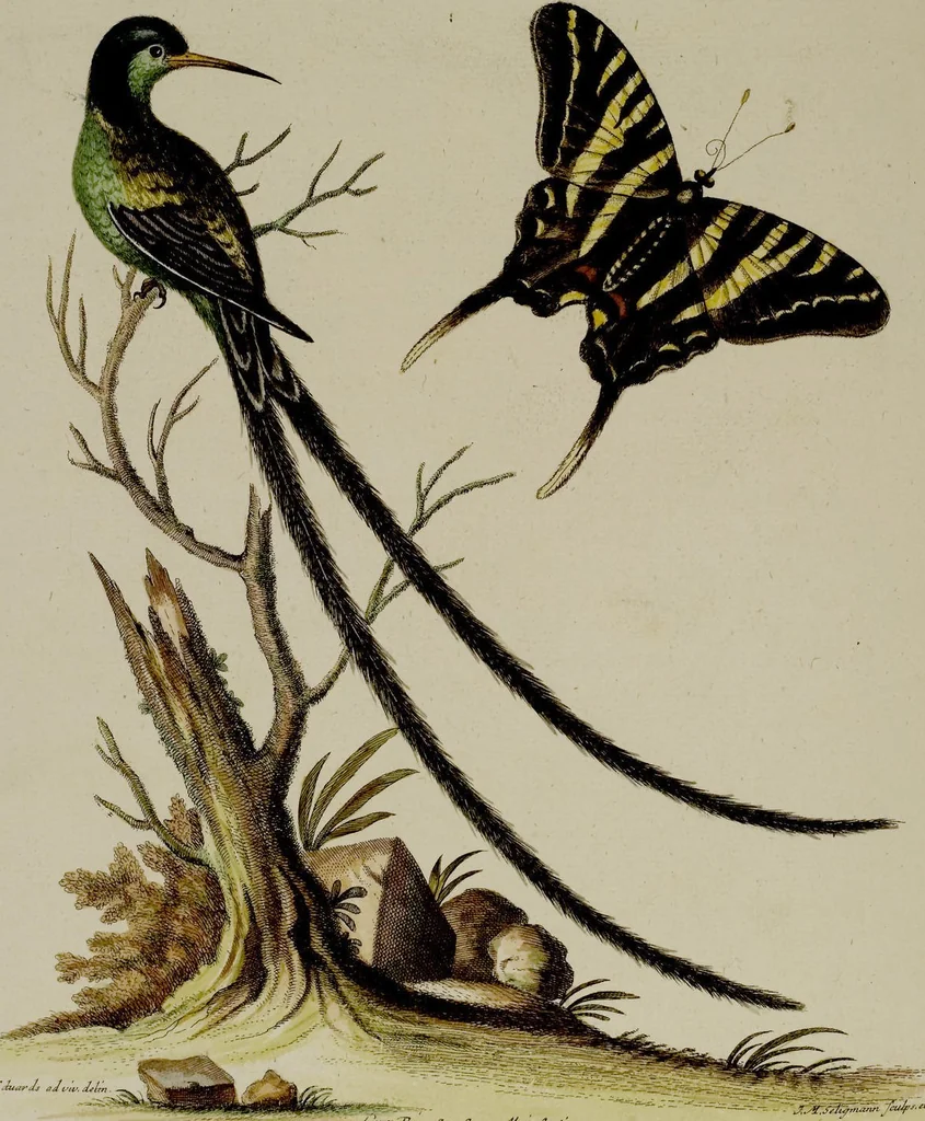An illustration from (Band 2), 1751, leaf 34