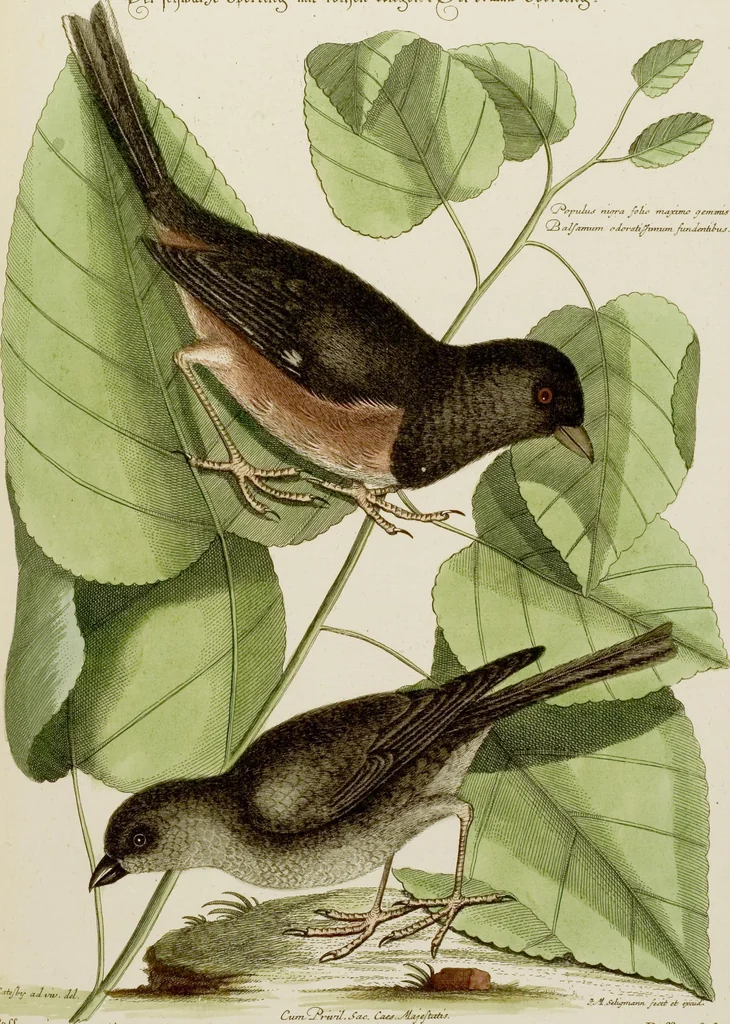 An illustration from (Band 2), 1751, leaf 37