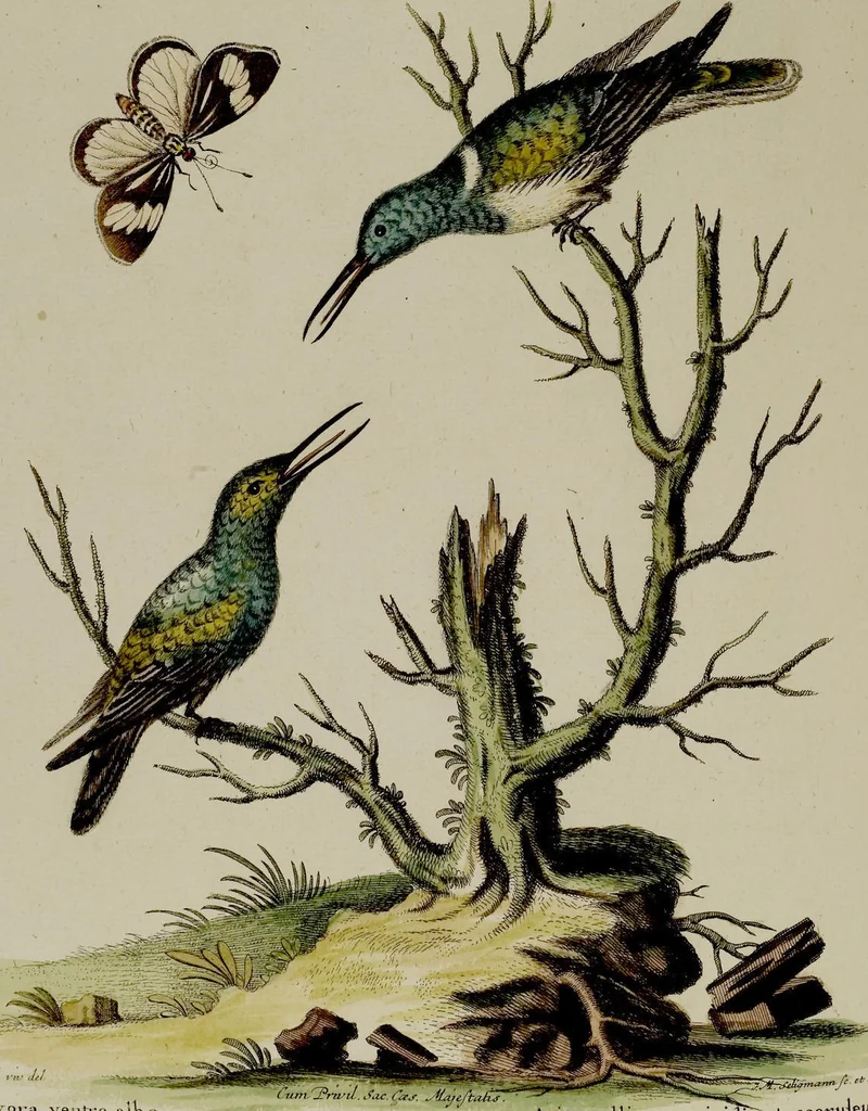 An illustration from (Band 2), 1751, leaf 38