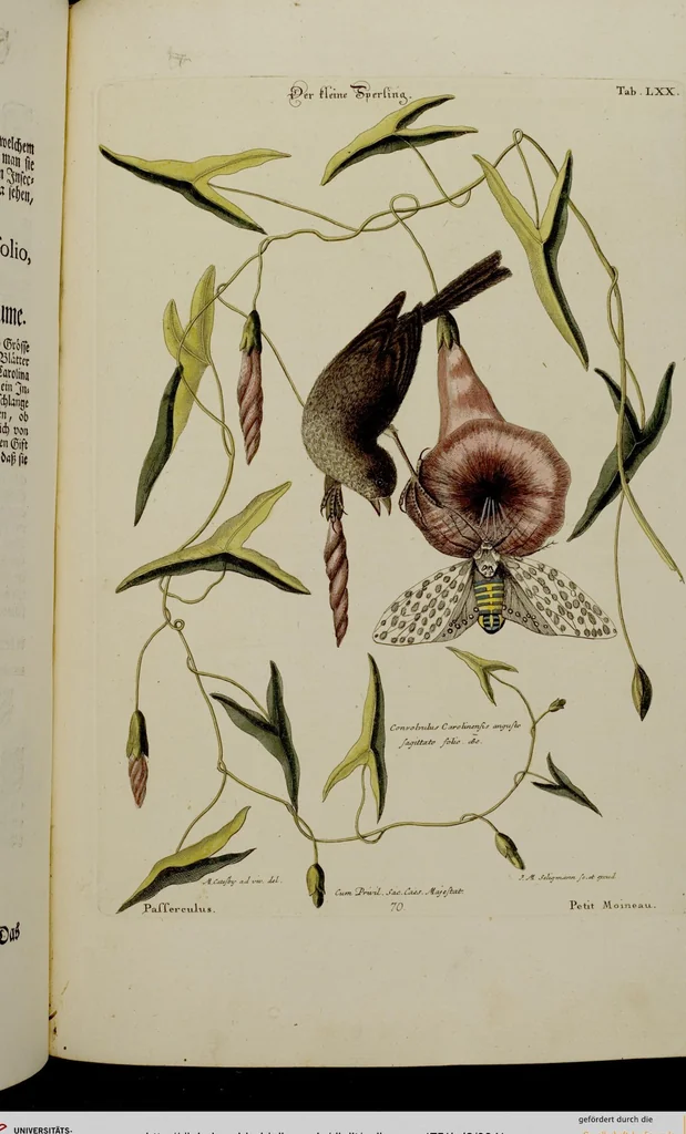 An illustration from (Band 2), 1751, leaf 41
