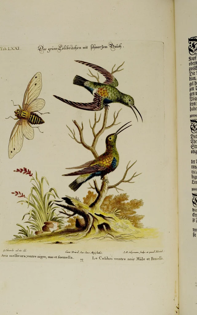 An illustration from (Band 2), 1751, leaf 42