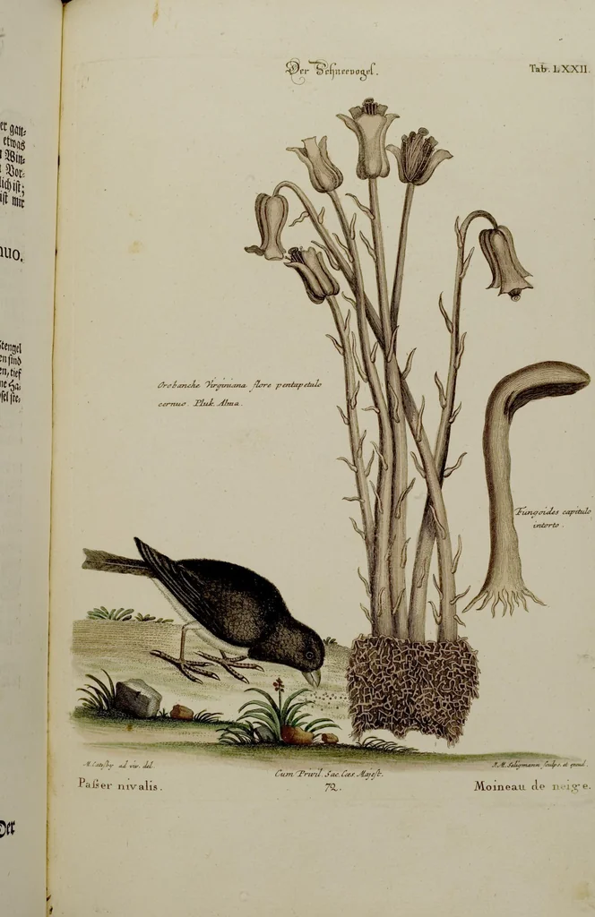 An illustration from (Band 2), 1751, leaf 45