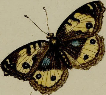 An illustration from (Band 2), 1751, leaf 46