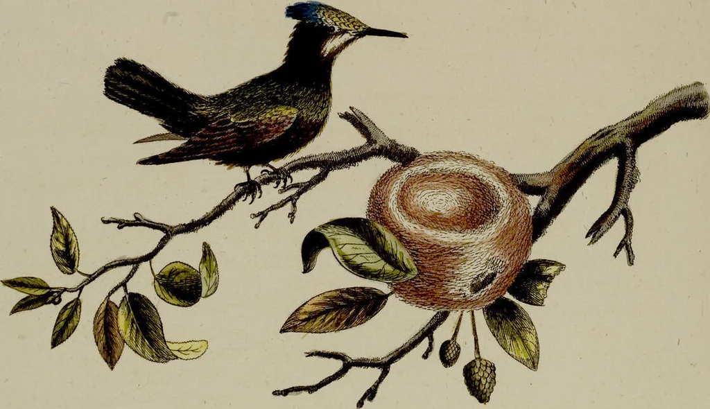 An illustration from (Band 2), 1751, leaf 46