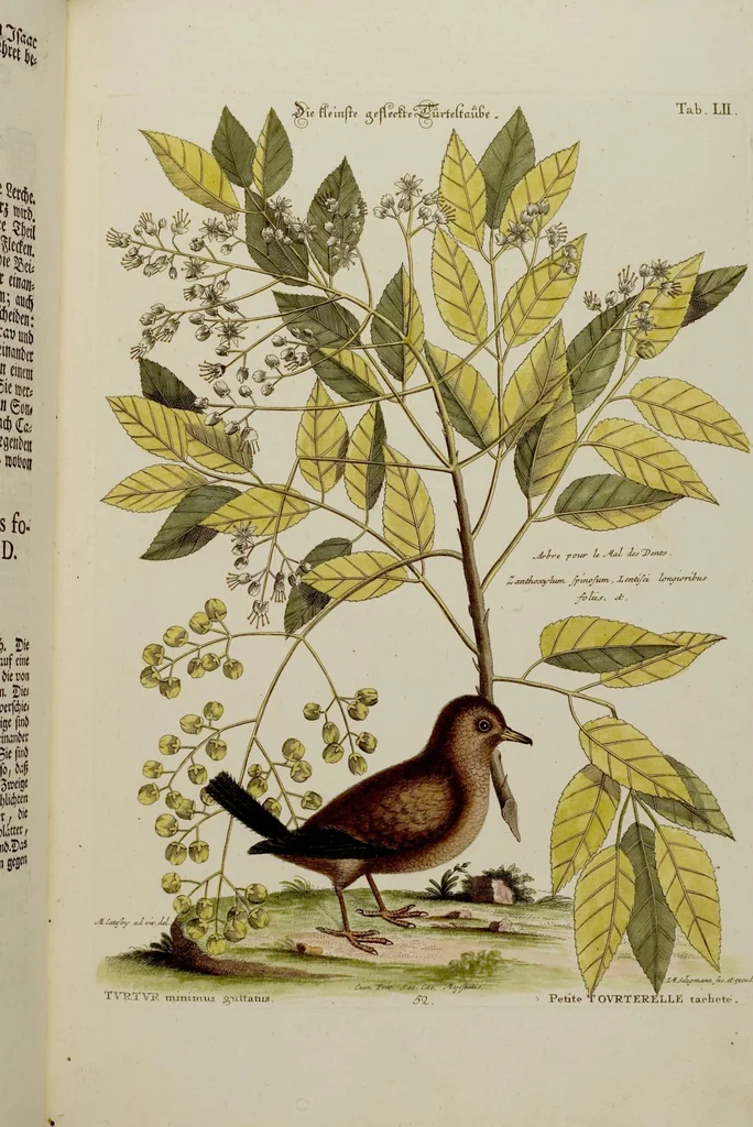 An illustration from (Band 2), 1751, leaf 5