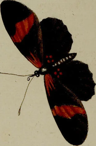 An illustration from (Band 2), 1751, leaf 50