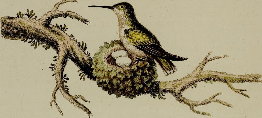 An illustration from (Band 2), 1751, leaf 50