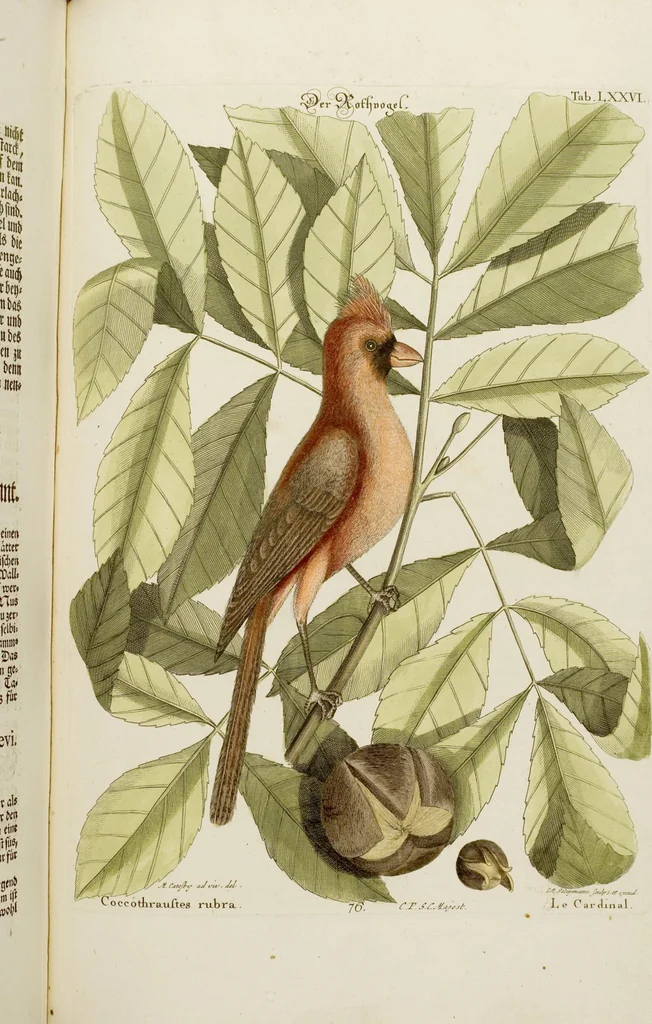 An illustration from (Band 2), 1751, leaf 53