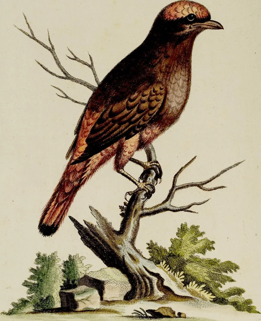 An illustration from (Band 2), 1751, leaf 54