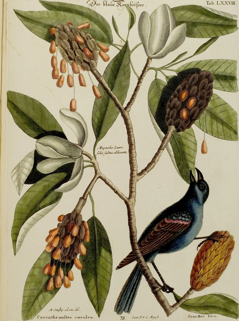 An illustration from (Band 2), 1751, leaf 57