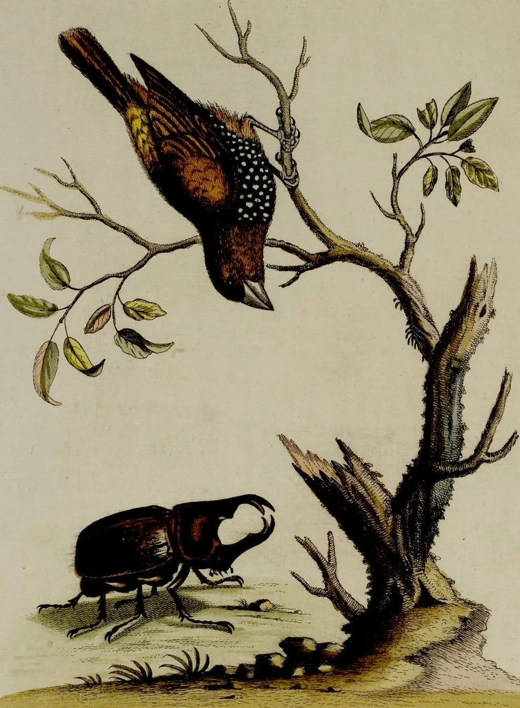 An illustration from (Band 2), 1751, leaf 58