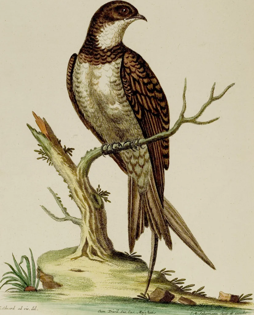 An illustration from (Band 2), 1751, leaf 6
