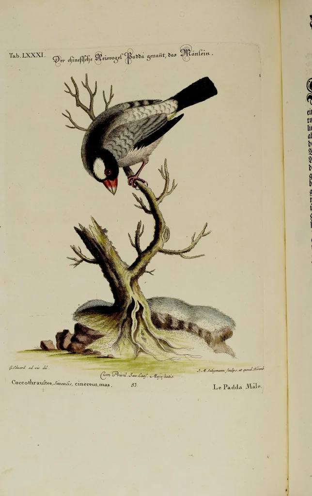 An illustration from (Band 2), 1751, leaf 62