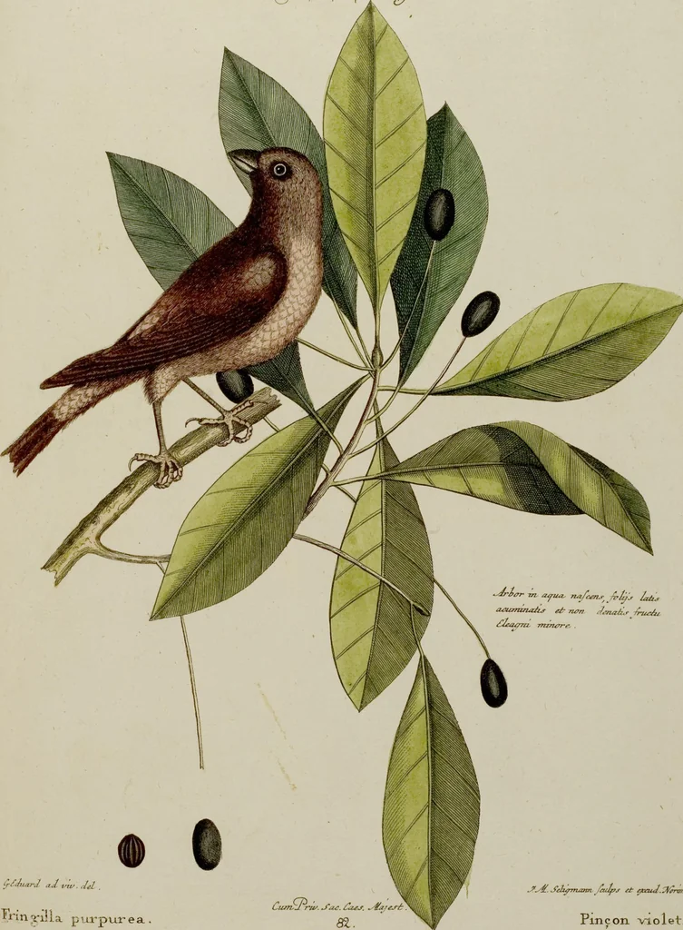 An illustration from (Band 2), 1751, leaf 65