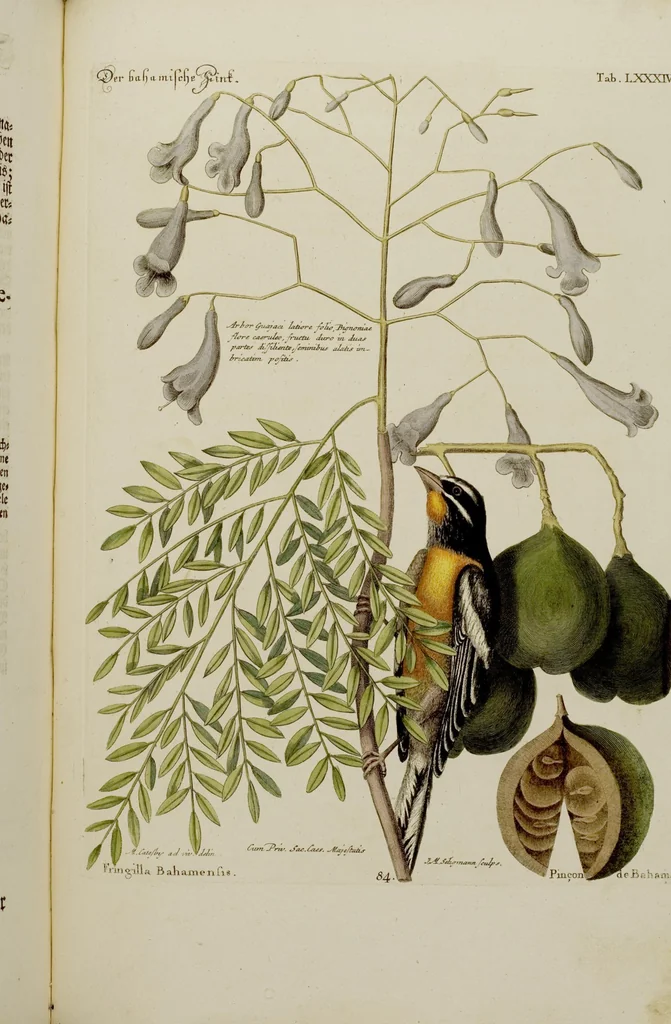An illustration from (Band 2), 1751, leaf 69