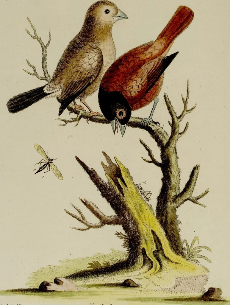 An illustration from (Band 2), 1751, leaf 70