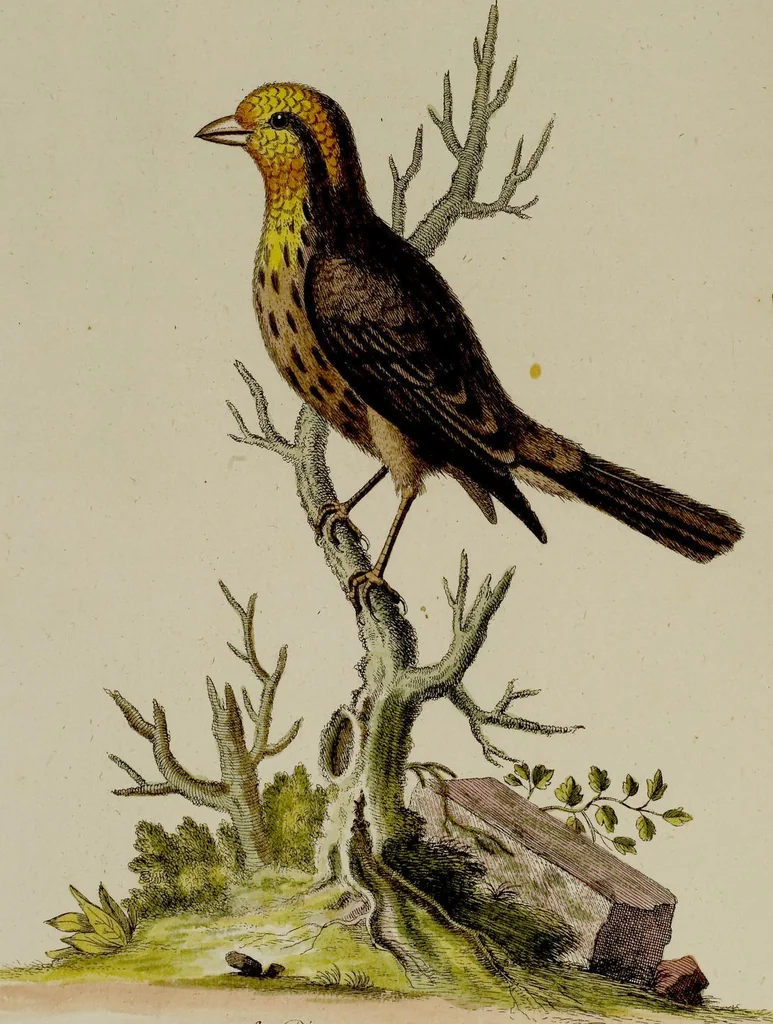 An illustration from (Band 2), 1751, leaf 74
