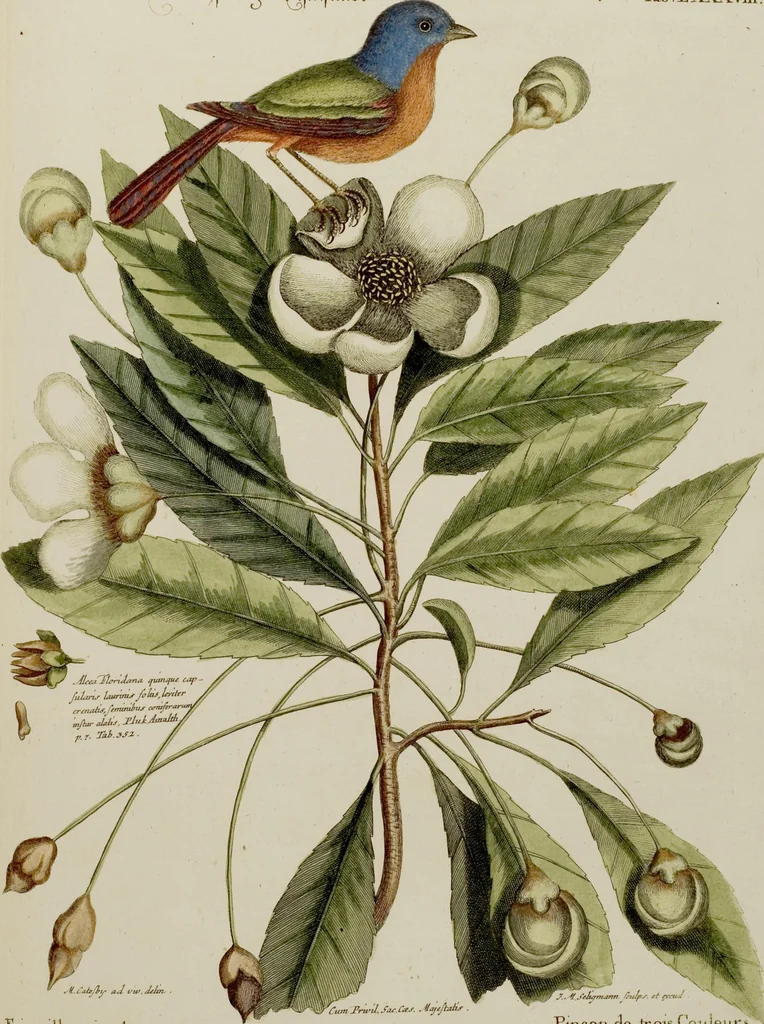 An illustration from (Band 2), 1751, leaf 77