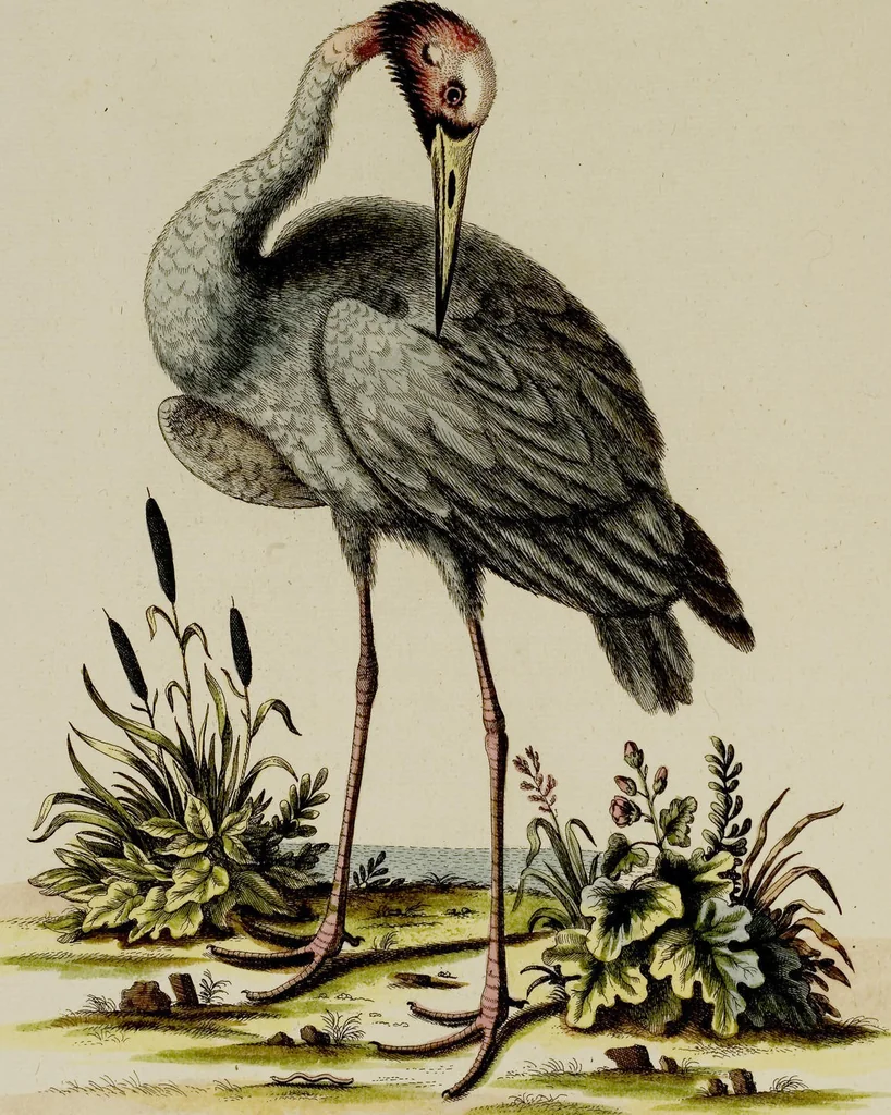 An illustration from (Band 2), 1751, leaf 78
