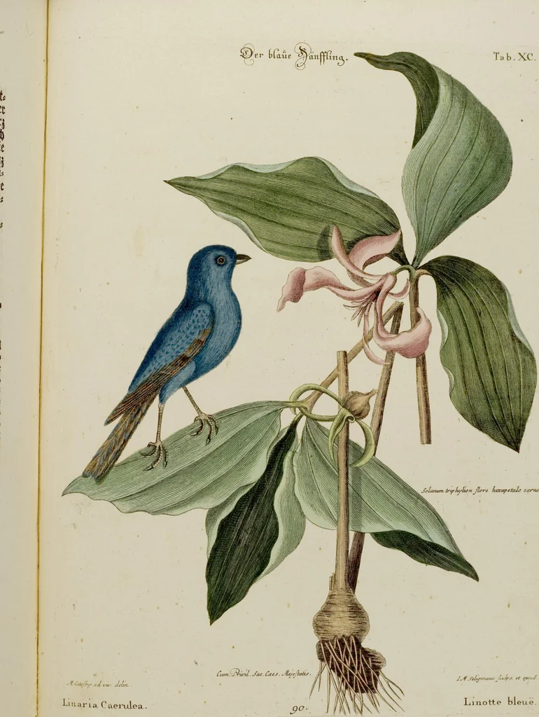 An illustration from (Band 2), 1751, leaf 81