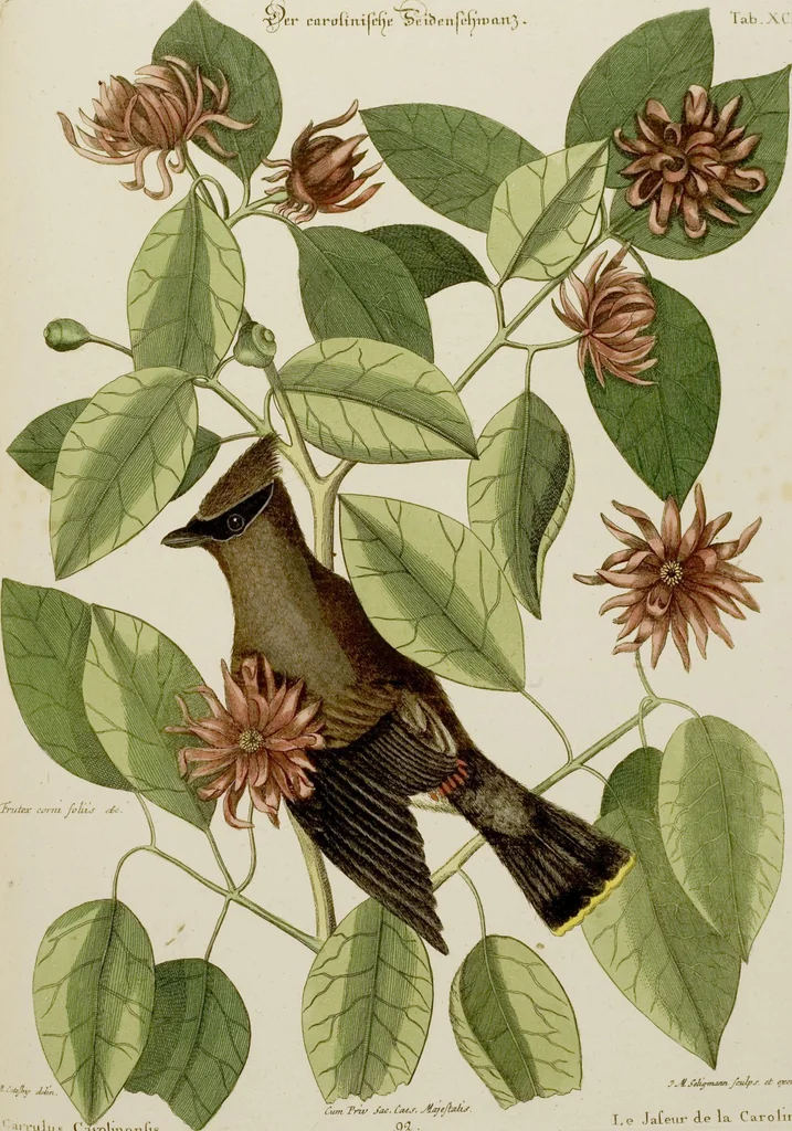 An illustration from (Band 2), 1751, leaf 85