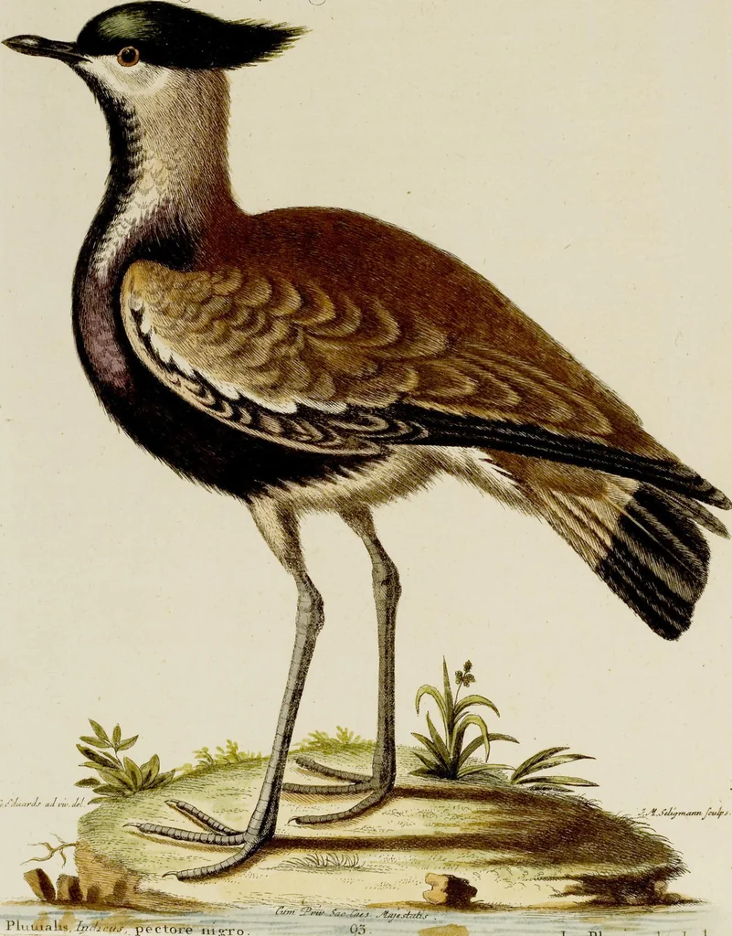 An illustration from (Band 2), 1751, leaf 86