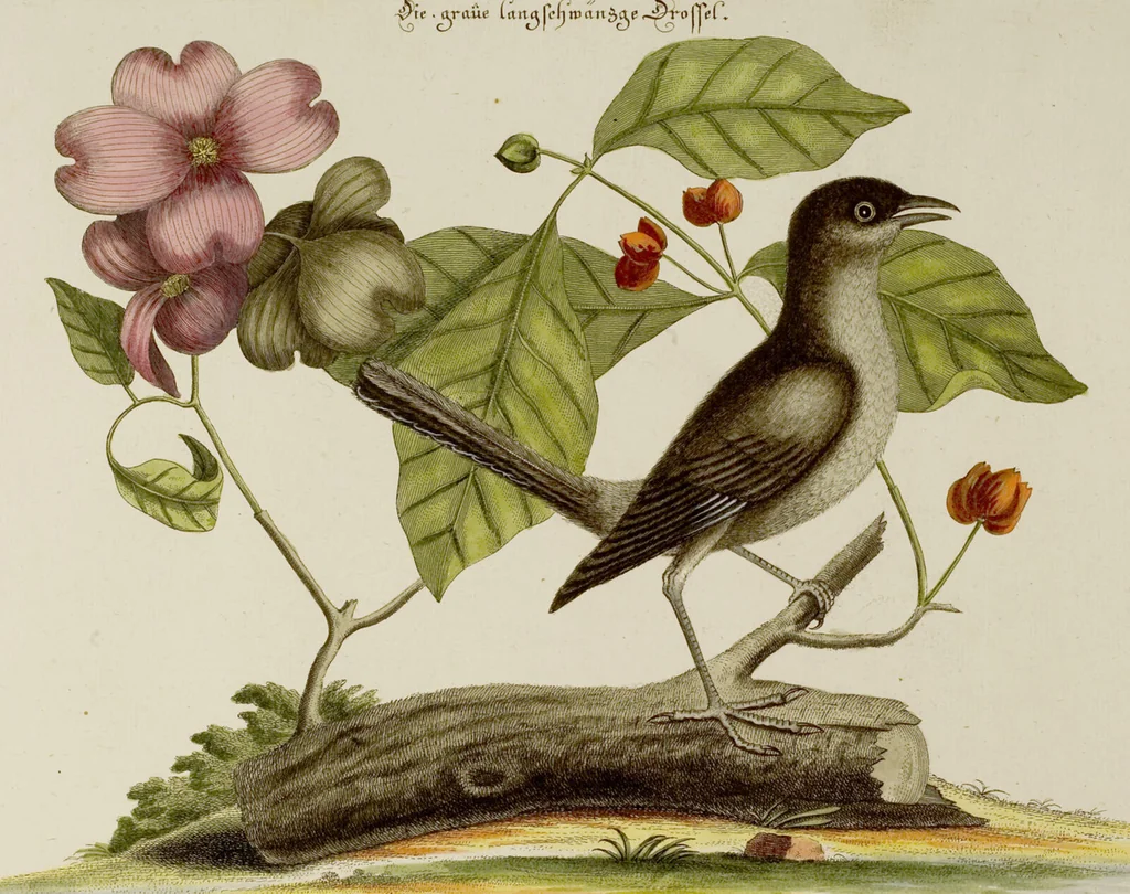 An illustration from (Band 2), 1751, leaf 9