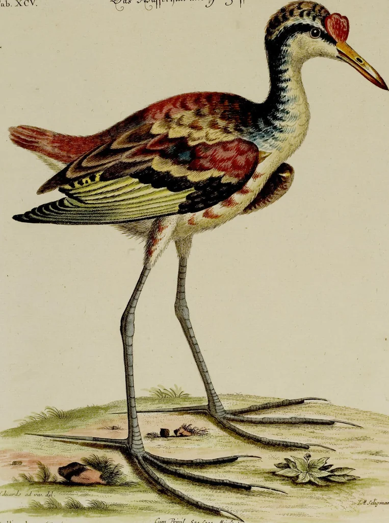 An illustration from (Band 2), 1751, leaf 90