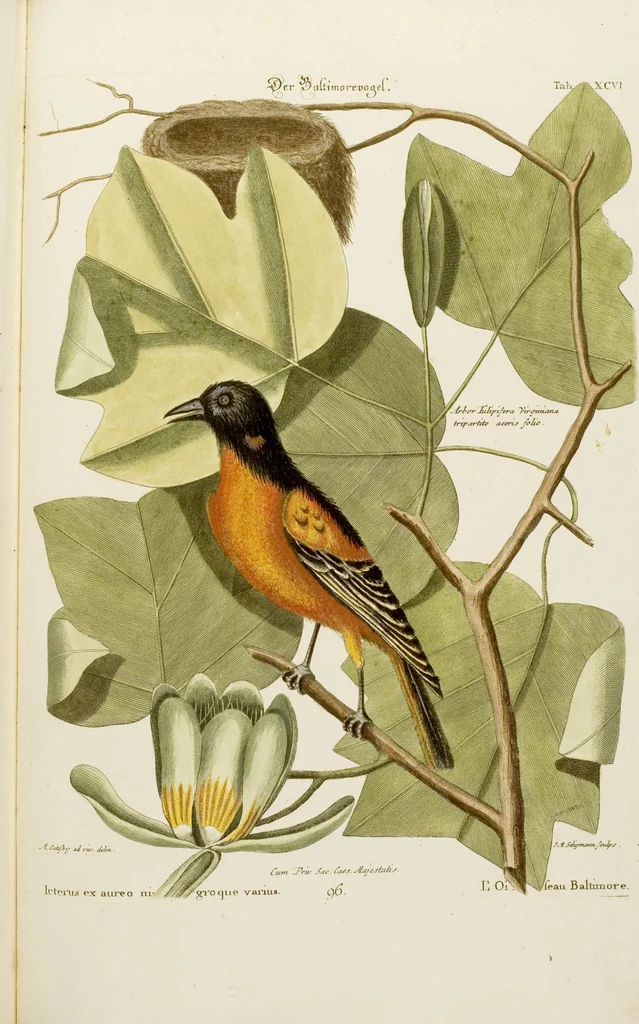 An illustration from (Band 2), 1751, leaf 93