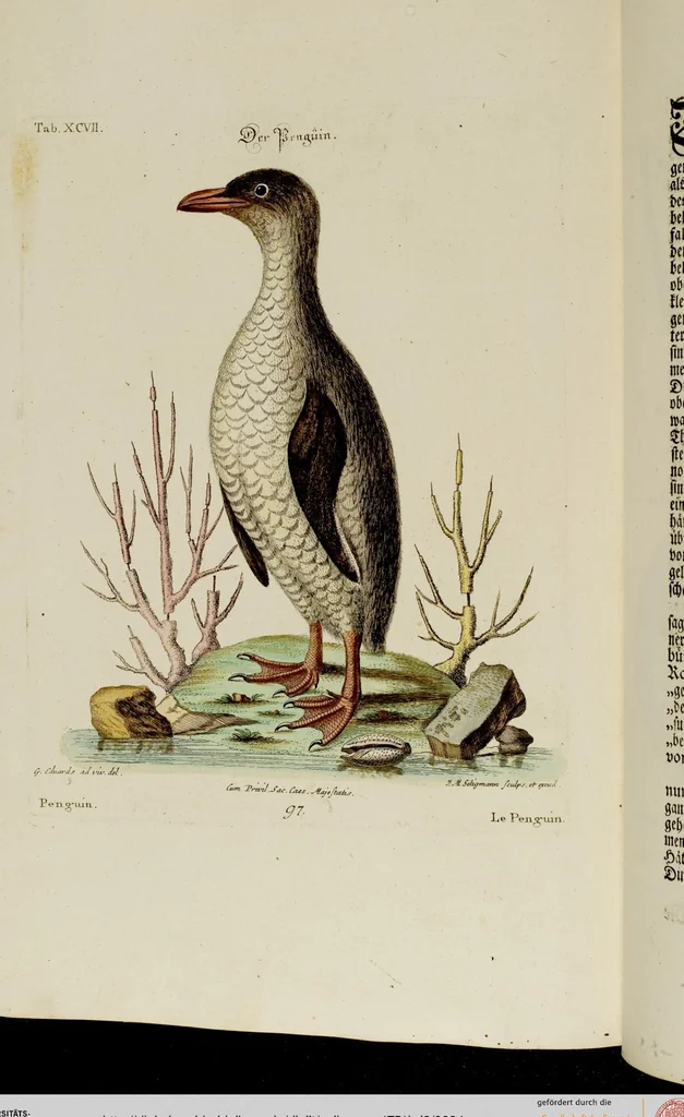 An illustration from (Band 2), 1751, leaf 94