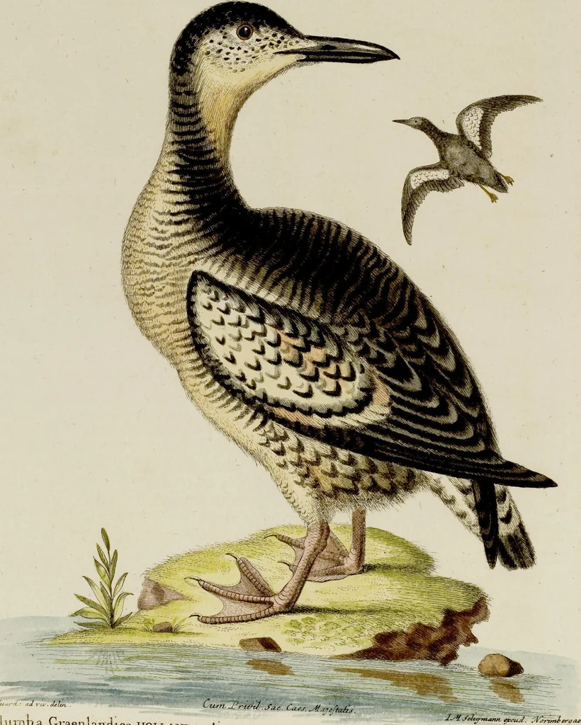 An illustration from (Band 2), 1751, leaf 98