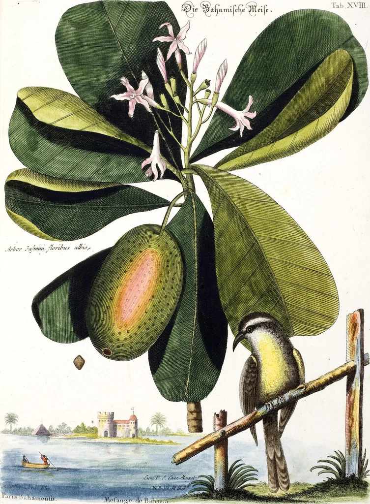 An illustration from (Band 3), 1753, leaf 102