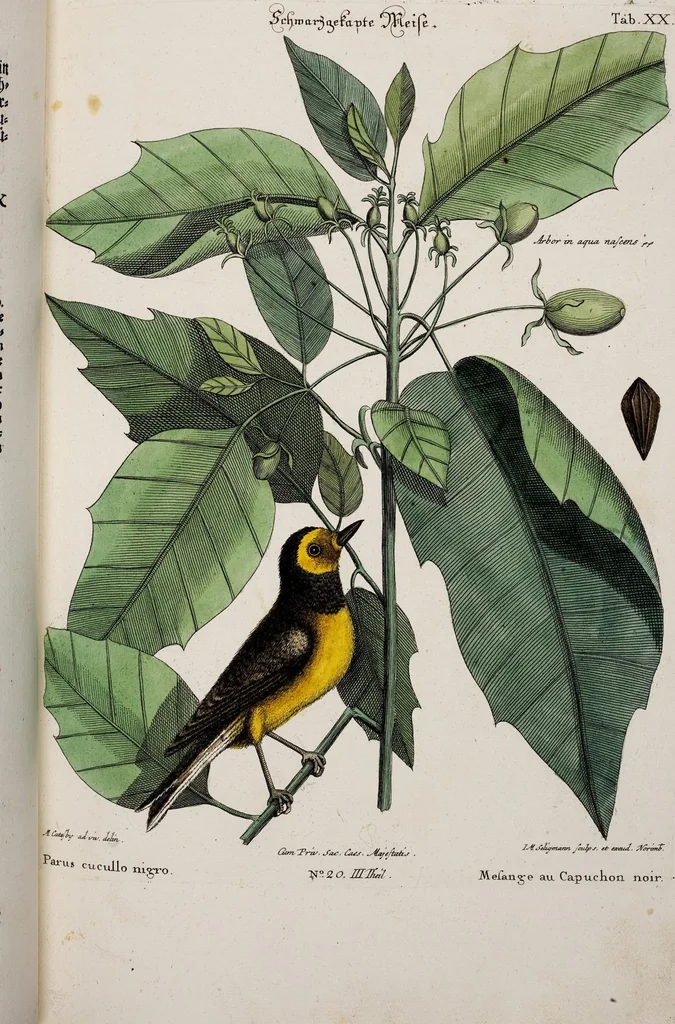An illustration from (Band 3), 1753, leaf 106