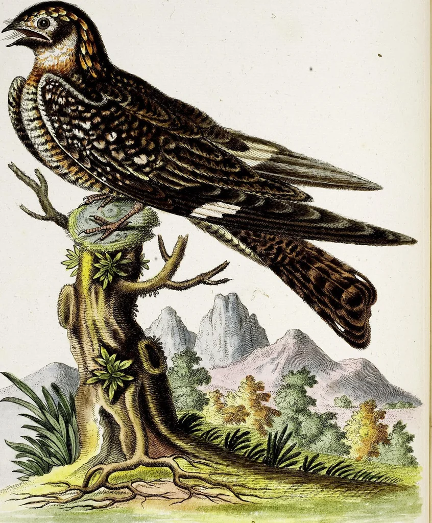 An illustration from (Band 3), 1753, leaf 107